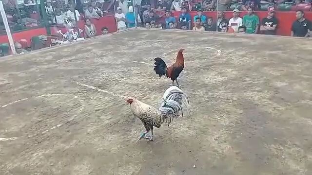parekoy 2nd fight entry