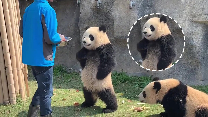 Pandas Xuebao and Ping Jin