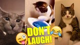 CATS Are So FUNNY You'll Laugh Your Head Off | Part 3