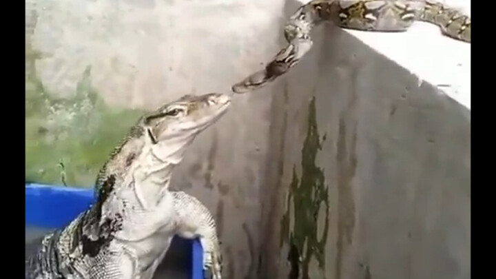 The snake thought it had found a fellow of its kind… Suddenly, a hand appeared 😂