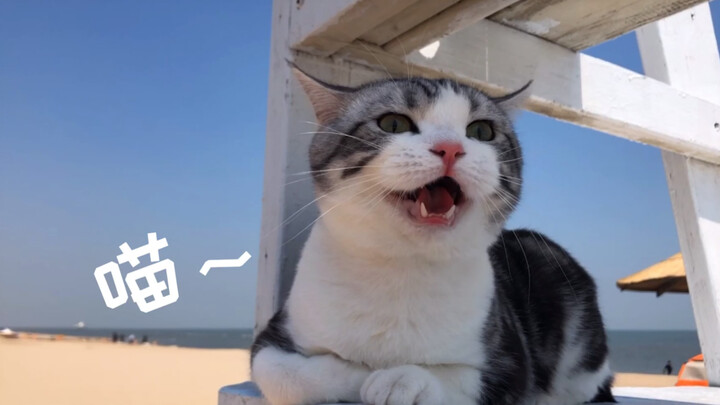 第一次看到大海，小喵秒变话痨，骂骂咧咧，还错把沙滩当猫砂盆？