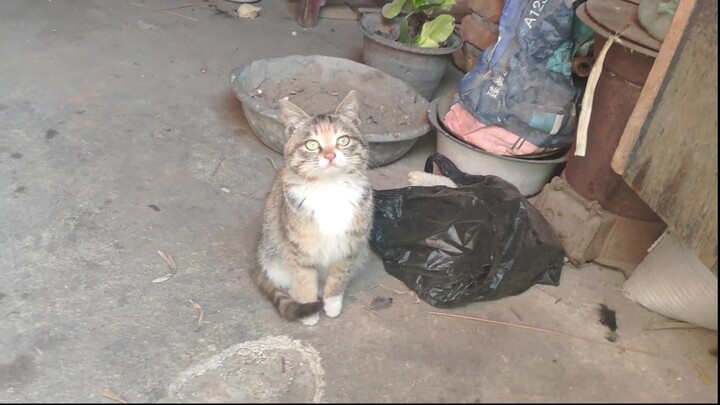 My grandma's cat, the cutest domestic cat in the internet!