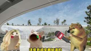 cheems 过命闺蜜（七）