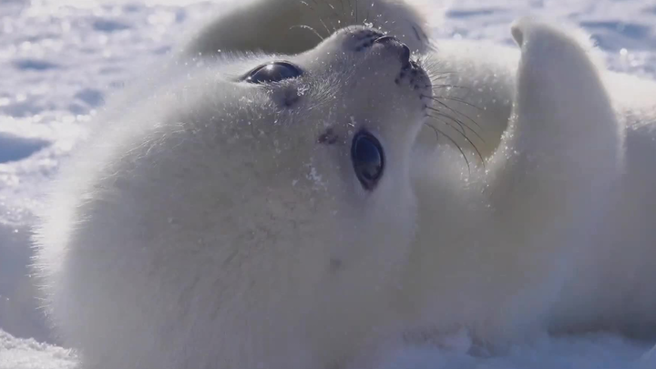 Leopard eating his hand