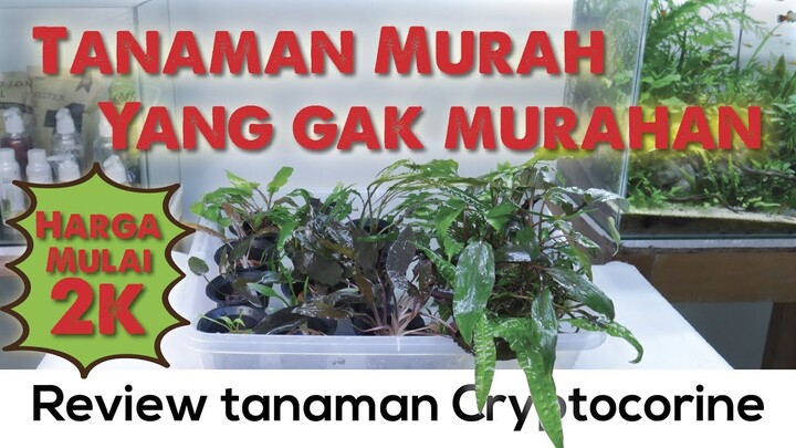 Tanaman Aquascape Kere Hore (Review 13 Tanaman Cryptocorine) Pojok Review #2