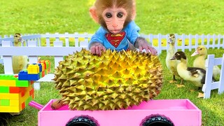 Baby monkey Bon Bon harvests durians and plays with farm animals