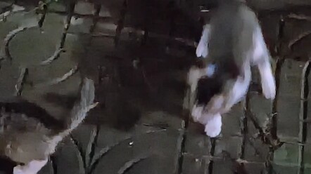 Encountered a Little Kitten on the Road