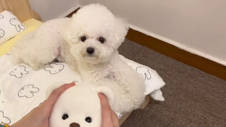 أنا حقًا سيئ جدًا، حتى كلبي أكثر سخاء مني 🥺🥺🥺