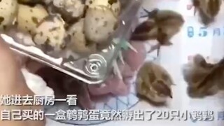 A woman bought a box of quail eggs and forgot to eat them. When she remembered, she went to the kitc