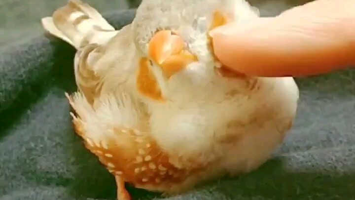 Such a cute little pearl bird!