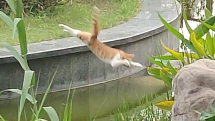 “The cat involved demands that this video be deleted immediately!”