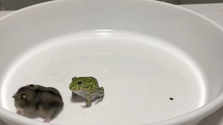 [Animals]A Bullfrog baby biting a mouse