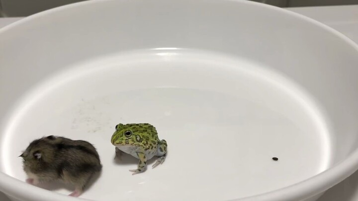 [Animals]A Bullfrog baby biting a mouse