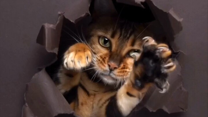 “Làm thế nào để chụp những bức ảnh chất như phim cho mèo cưng của bạn?”