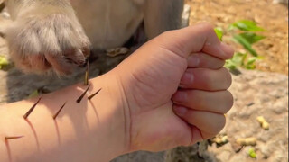 Will the monkey pull out my thorns?