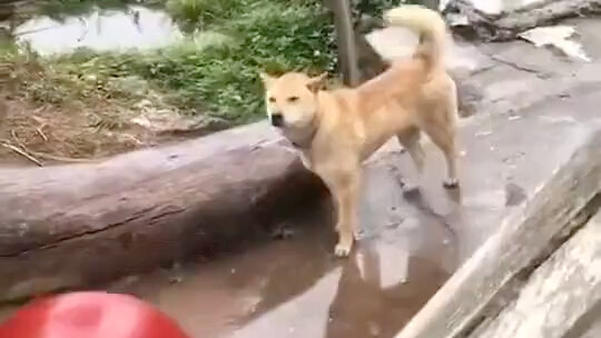 Where did you come back from? Where did you come back from? Please register first~~~~ Quarantine!