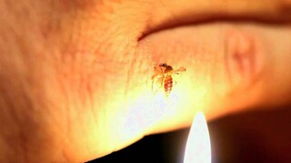 Dingin! Bidikan nyata menggunakan korek api untuk menyalakan nyamuk, hingga perutnya meledak dan ber