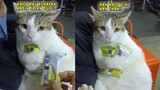 Gamau Diajak Kenalan, Sebelum Dikasih Jajan! Ekspresi Lucu Kucing Ini Bikin Netizen Gemes!