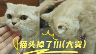 【兽医小小康】小猫抬不起头 ~ 从进门到治好的看病全流程