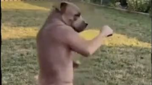 Animals Being Absolutely Hilarious 😂🐶 Part 2