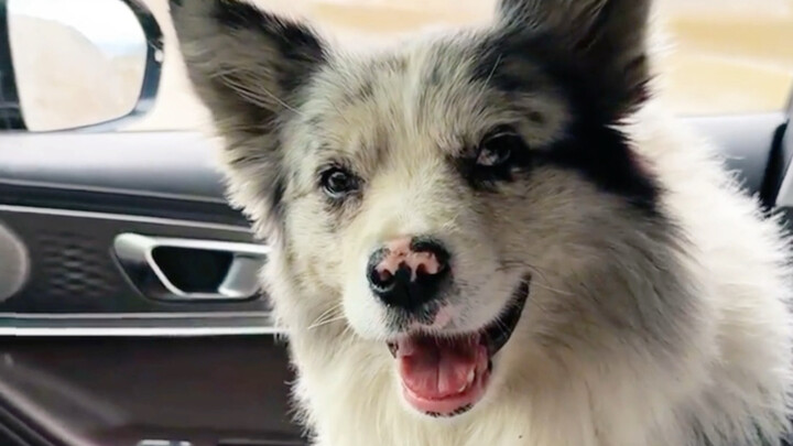 Anjing border collie selebriti internet berpengikut satu juta dibantai oleh rumah makan daging anjin
