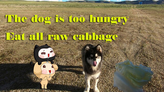 I met a very hungry dog in Tibet