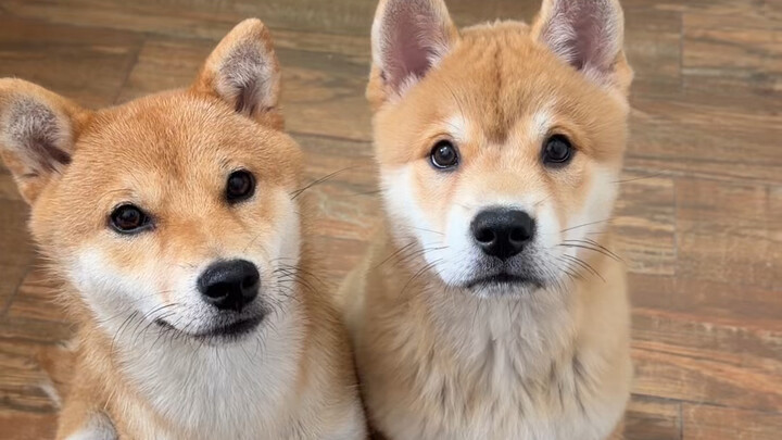 Sự kế thừa vẫn đang tiếp diễn! Chú chó Shiba đang rất tận tâm dạy dỗ cho chú chó Can Can. #chó #chóv