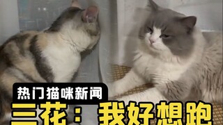 A calico cat goes on a blind date with a Ragdoll cat; the calico thinks, "I really want to run away.