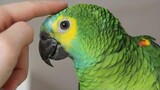 Parrots Talking - นกแก้วน่ารักพูดรวบรวมคำตลก