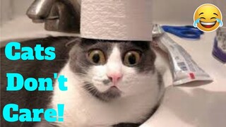 💥Cats Don't Care Viral Weekly LOL😂🙃💥 of 2019| Funny Animal Videos💥👌