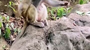 funny Macaques funny treerats. #KarenMafia