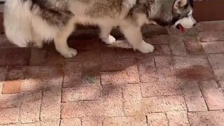 Video menjadi bukti, saya tidak pernah memelihara Alaska.