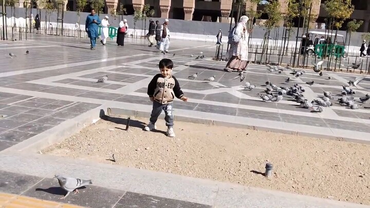 I'm chasing pigeons in the vicinity of Masjid an-Nabawi in Madinah🥰