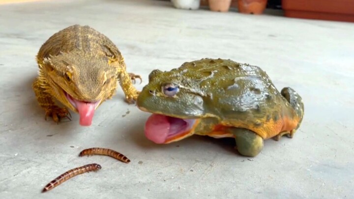 Funny video of Pet Bullfrogs trying to eat their food
