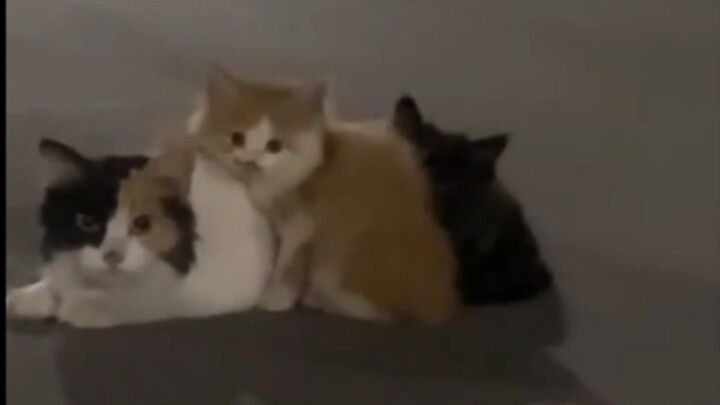“Hehe, tiga ekor kucing susun-susunan~”
