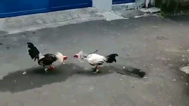 my knawayon and hatch grey sparring