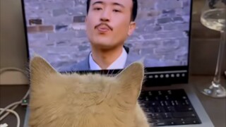 Kucing: "Siapa yang berani meludahi saya! Sudah tidak tahan, harus pergi cuci muka dulu nih~"