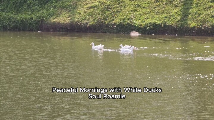 Peaceful Mornings with White Ducks