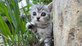 Who can resist pinching such a cute kitten?