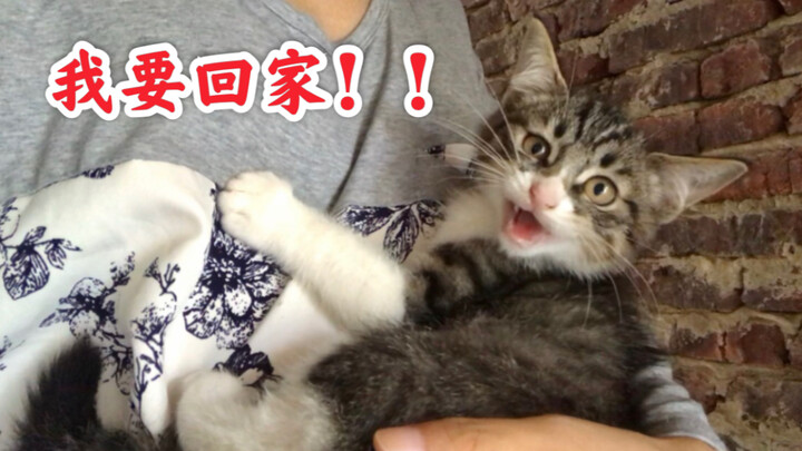 The super-fierce kitten at home meowed in fear the first time it went outside.
