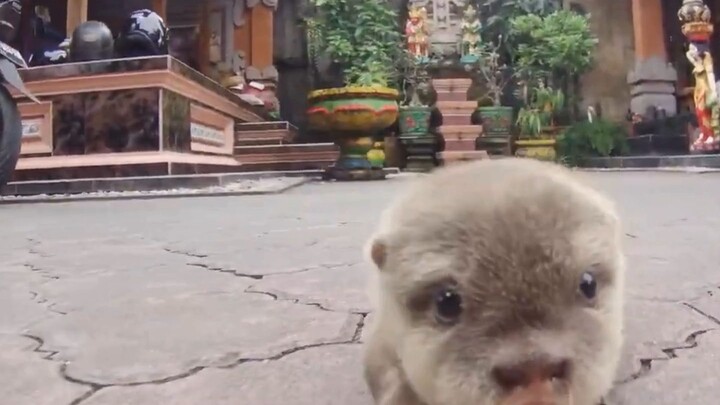 Little otter baby’s first outing—so adorably goofy!