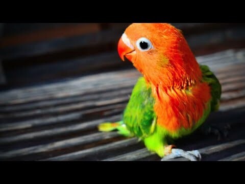 Harga 10 Burung Lovebird Termahal 2022, Kenali Ciri Cirinya