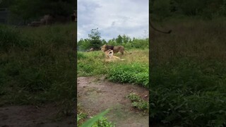 A breathtaking moment with rescued lion siblings#TakisTransformation #SimlishSessions #shorts