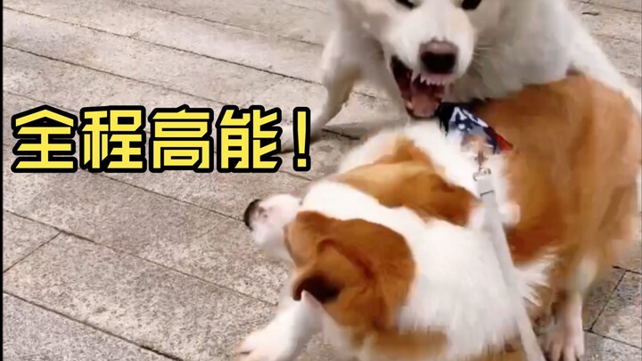 柯基打架能打赢谁？