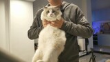 [คลิปสัตว์]แมวแร็กดอลล์ค่าตัว 2,000 หยวน อายุได้ 1 ขวบแล้วฮับ