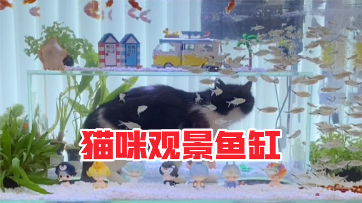 为了让我家猫咪梦想成真，我给它们打造了一个猫咪观景鱼缸！