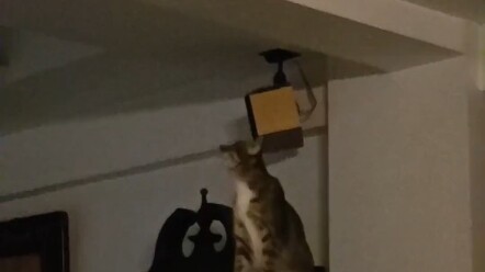 เวลาทำงานประจำวันของเจ้านายแมว #โครงการเปิดตัวสัตว์เลี้ยงน่ารัก #พฤติกรรมชวนงงของแมว #โครงการเปิดตัว