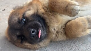 Chó Thần Ngưu quá nhát gan, xương cốt lúc nào cũng bị chó dữ giật mất, không dám hé răng nửa lời!