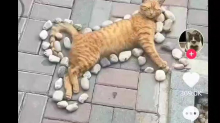 Reaksi Warga Asing saat Melihat Mahasiswa Tiongkok Mengelilingi Kucing Kecil yang Sedang Tidur denga