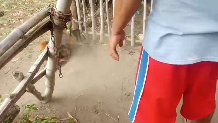 pula vs talisain win